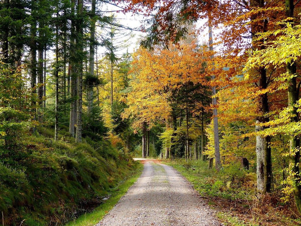Road winding through the Black Forest, Germany